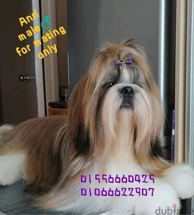 Shihtzu male shih tzu اجمل ولد شيتزو 7 شهور كامل التطعيمات