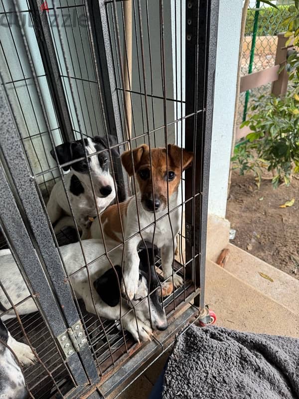 Purebred Jack Russell Male and female Puppies جاك راسل كلب الأصيل 3