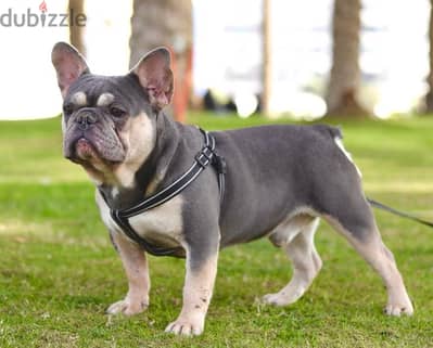 French bull dog