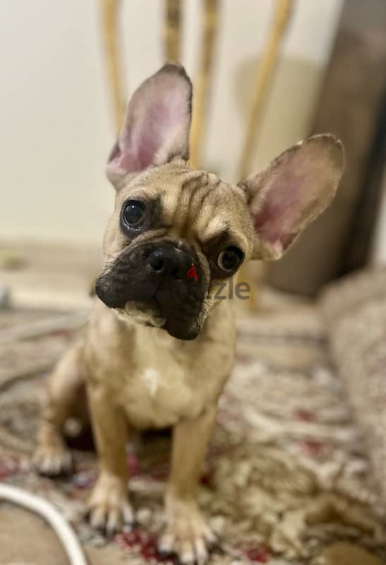 French bull dog 1