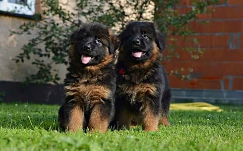 جراوي جيرمن شيبرد ذكر ولد بنت انثي  Male German shepherd puppies Femal