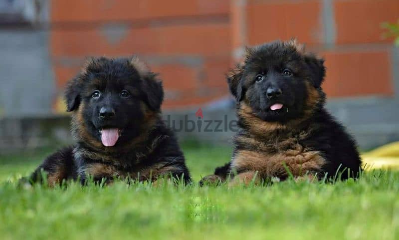 جراوي جيرمن شيبرد ذكر ولد بنت انثي  Male German shepherd puppies Femal 1