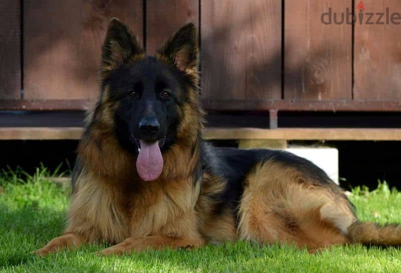 جراوي جيرمن شيبرد ذكر ولد بنت انثي  Male German shepherd puppies Femal 4