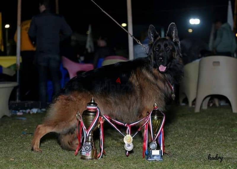 جراوي جيرمن شيبرد ذكر ولد بنت انثي  Male German shepherd puppies Femal 5