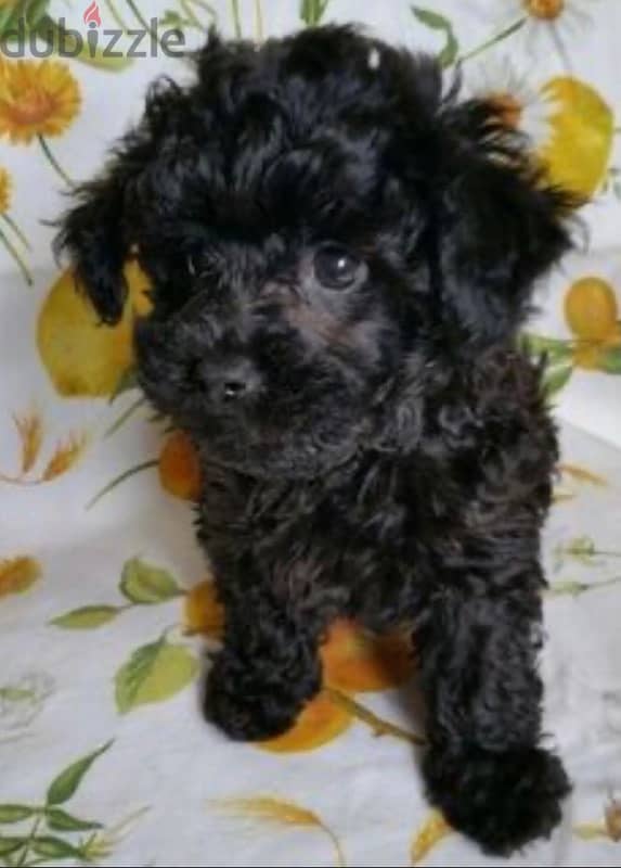 female maltipoo 0