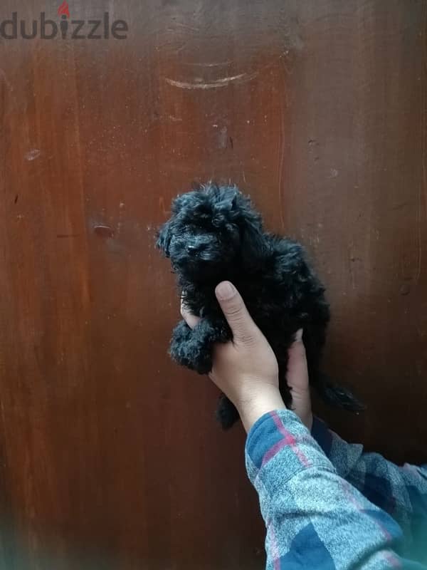 female maltipoo 1