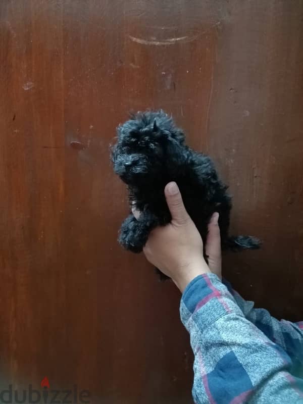 female maltipoo 2