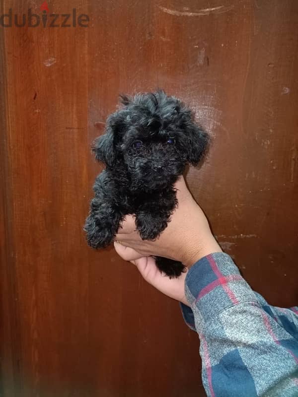 female maltipoo 3