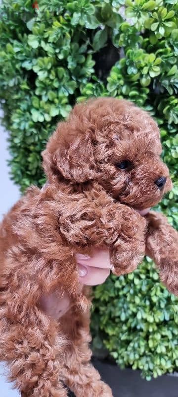 TeaCup super mini toy poodle 55 days males 0