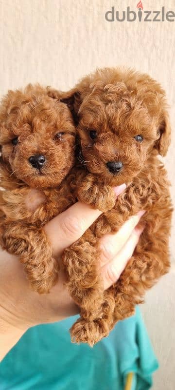 TeaCup super mini toy poodle 55 days males 1