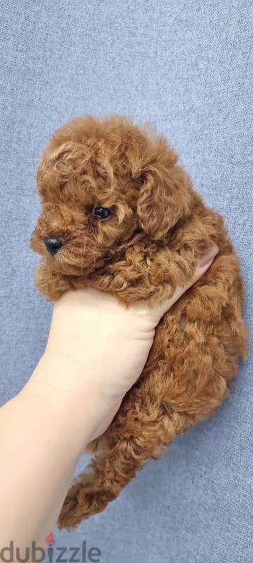 TeaCup super mini toy poodle 55 days males 2