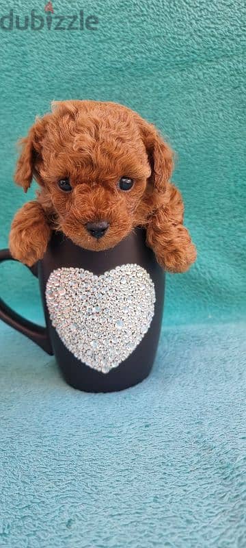 TeaCup super mini toy poodle 55 days males 3