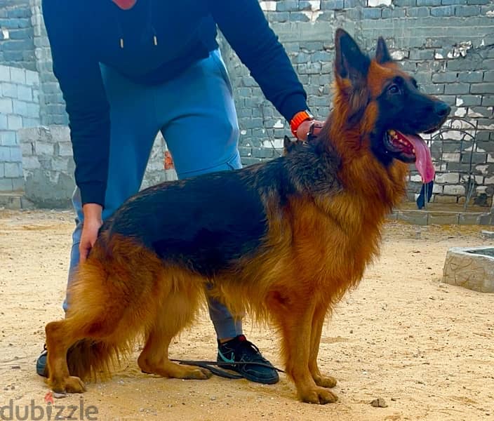 A Female German Shepherd Show Line (EKF-Pedigree) 1