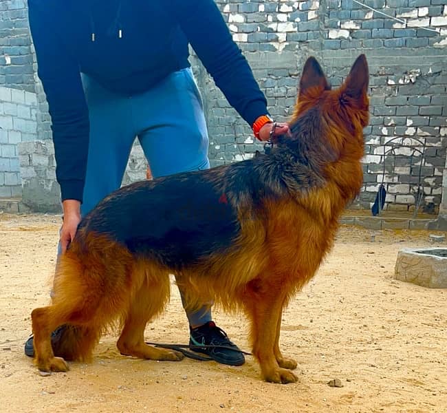 A Female German Shepherd Show Line (EKF-Pedigree) 2