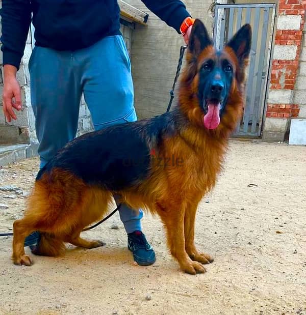 A Female German Shepherd Show Line (EKF-Pedigree) 0