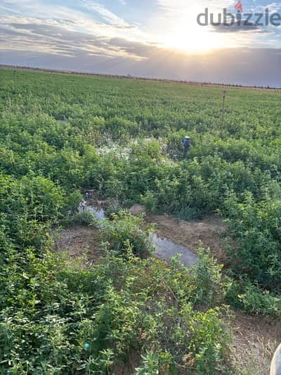 مطلوب محاسب إداري مقيم بمزرعة بمنطقة غرب غرب المنيا