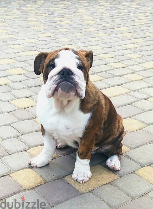 English Bulldog For Sale Male With Pedigree FCI From Europe 0