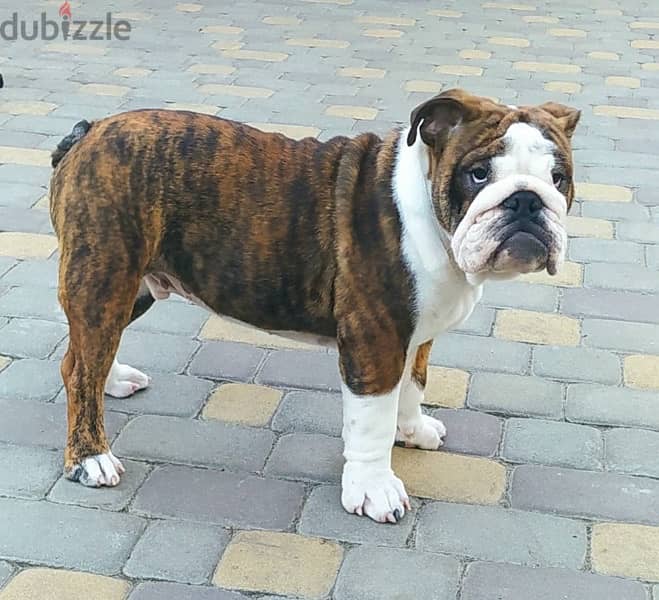 English Bulldog For Sale Male With Pedigree FCI From Europe 1