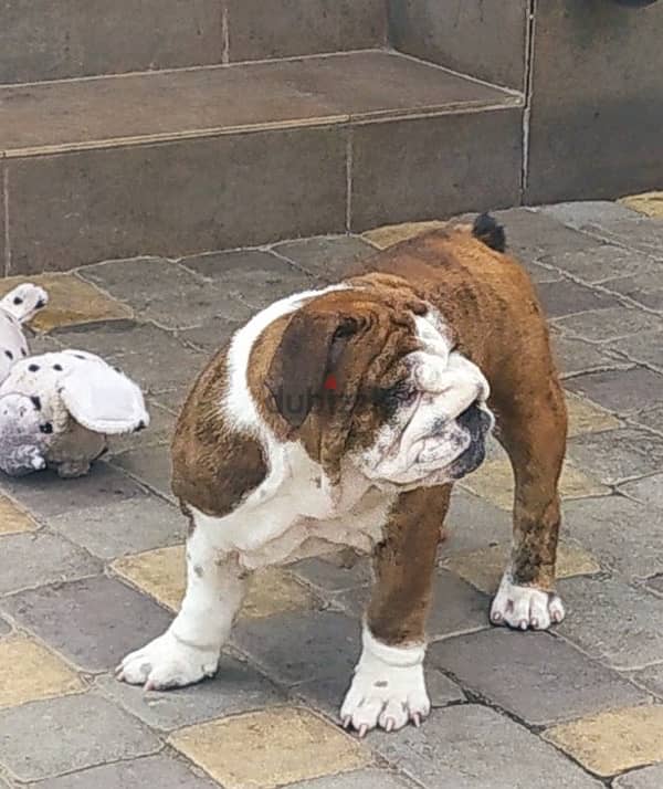 English Bulldog For Sale Male With Pedigree FCI From Europe 2