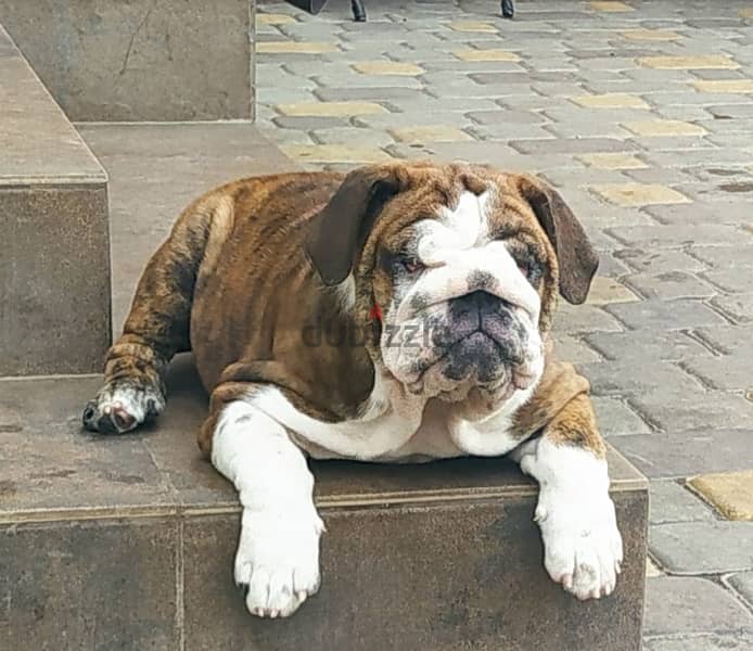 English Bulldog For Sale Male With Pedigree FCI From Europe 3