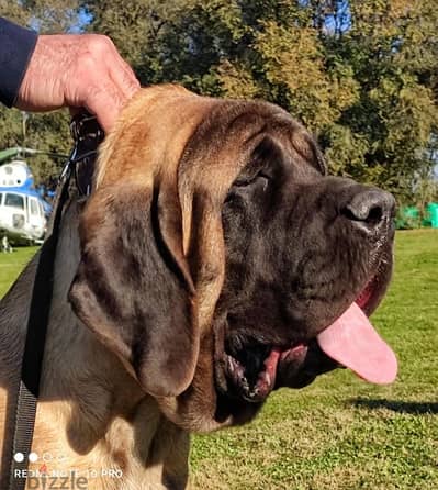 Old English Mastiff Dog For Sale From Europe With All Documents