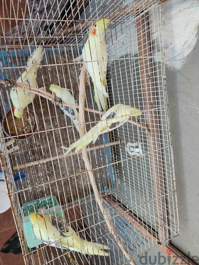 cockatiels pied كوكتيل مصبع/بصمة 1