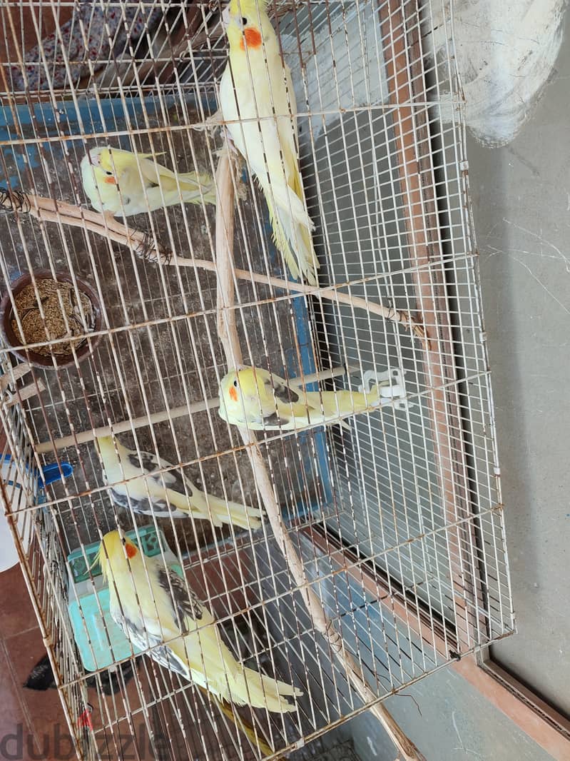 cockatiels pied كوكتيل مصبع/بصمة 2