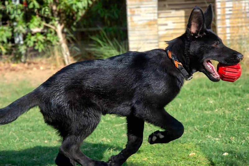 Female German shepherd work line جيرمن شيبرد 0