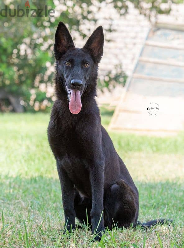 Female German shepherd work line جيرمن شيبرد 2