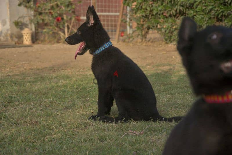 Female German shepherd work line جيرمن شيبرد 3