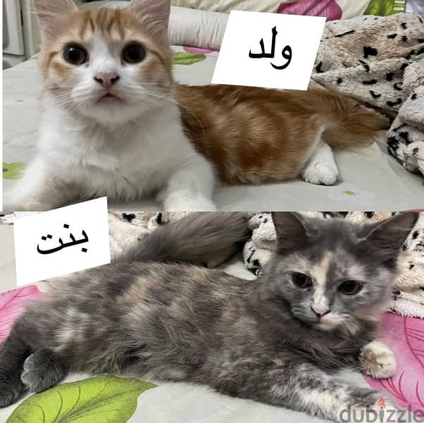 قطط للتبني 0