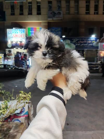 mini havanese puppies 40 and 45 day's