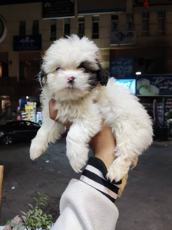 mini havanese puppies 40 and 45 day's 1