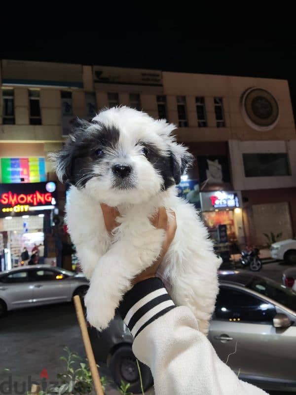 havanese puppy 45 days 1