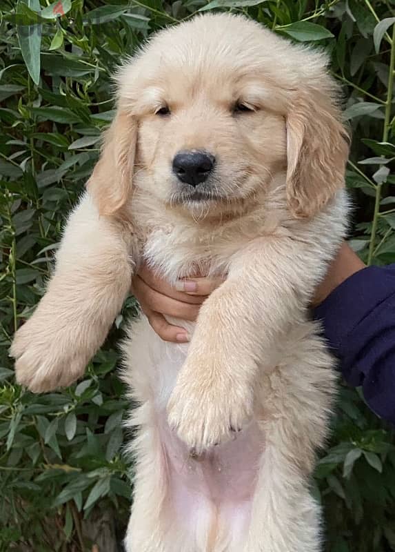 golden retriever puppy 0