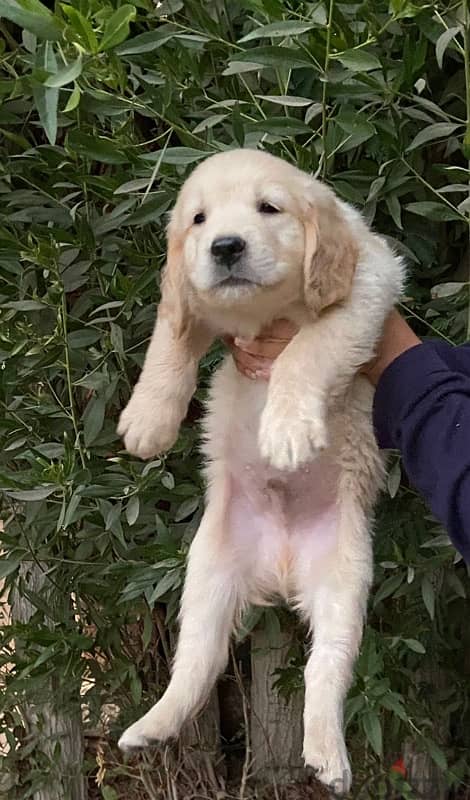 golden retriever puppy 1