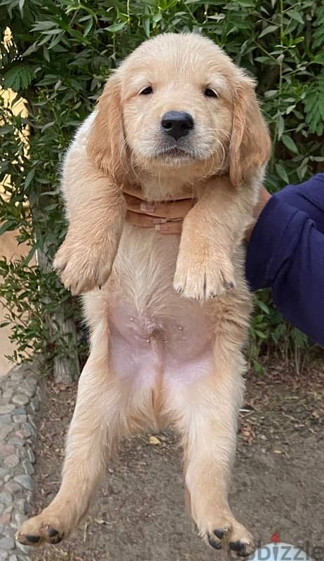 golden retriever puppy 2