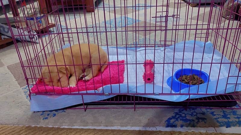 golden/lab mixed puppy for sale  جرو 45 يوم 4