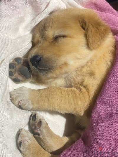 golden/lab mixed puppy for sale  جرو 45 يوم