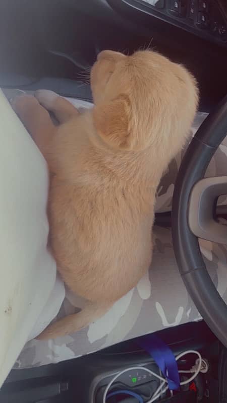 golden/lab mixed puppy for sale  جرو 45 يوم 10