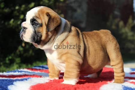 English Bulldog For Sale Male With Pedigree FCI From Europe