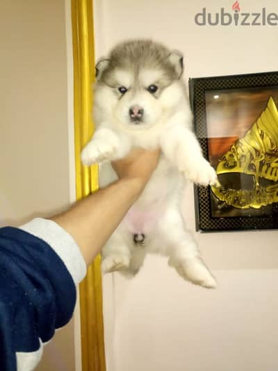 alaskan malamute