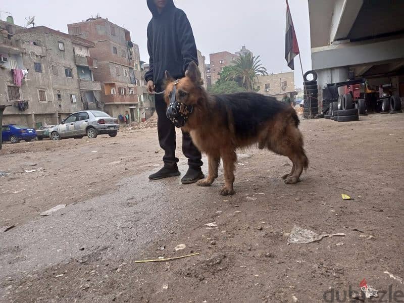 متاح دكر جيرمان شيبرد موصفات محترمه يصلح لي حراسه الفلال وا الأراضي 0