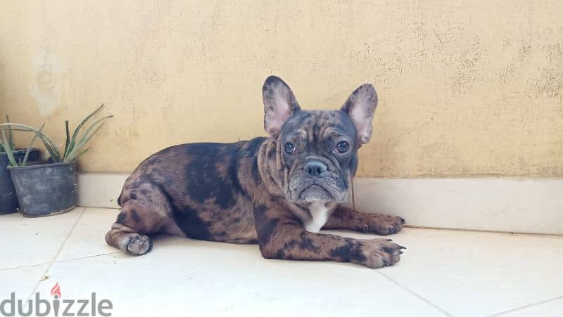 french bulldog 18 months vaccinated all vaccine فرنش بولدوج 0