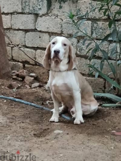 beagle male puppy 11 months fully vaccinated دكر بيجل مستوي عالي