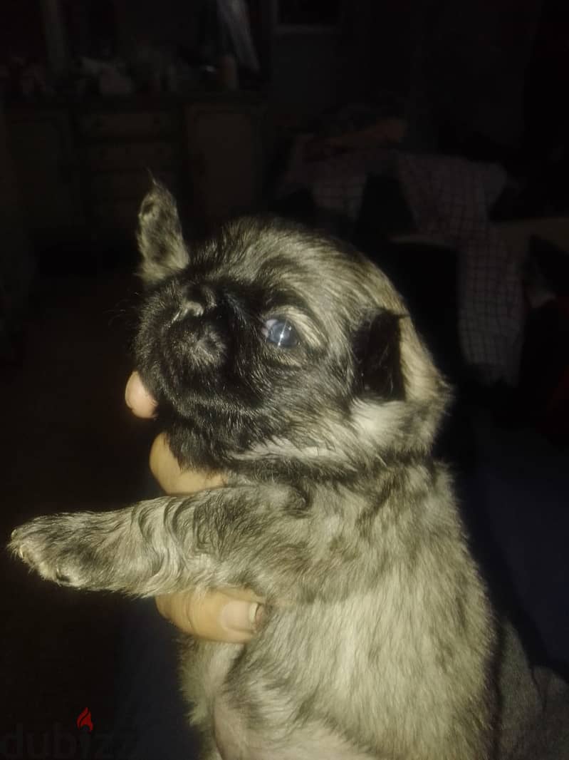 جروية pug بيور 35 يوم يوجد ذكور وايناث 2