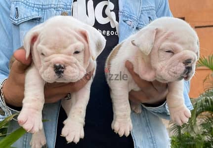 premium quality English bulldog puppies