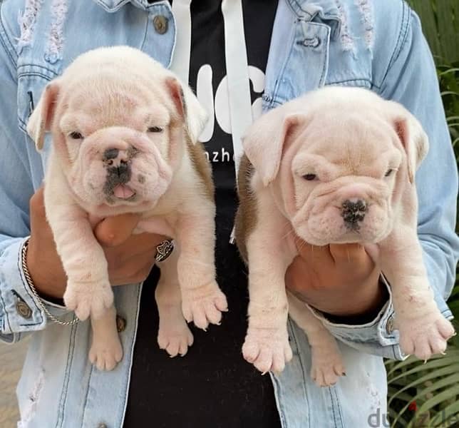 premium quality English bulldog puppies 1