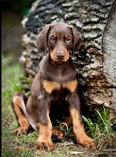 Doberman puppy