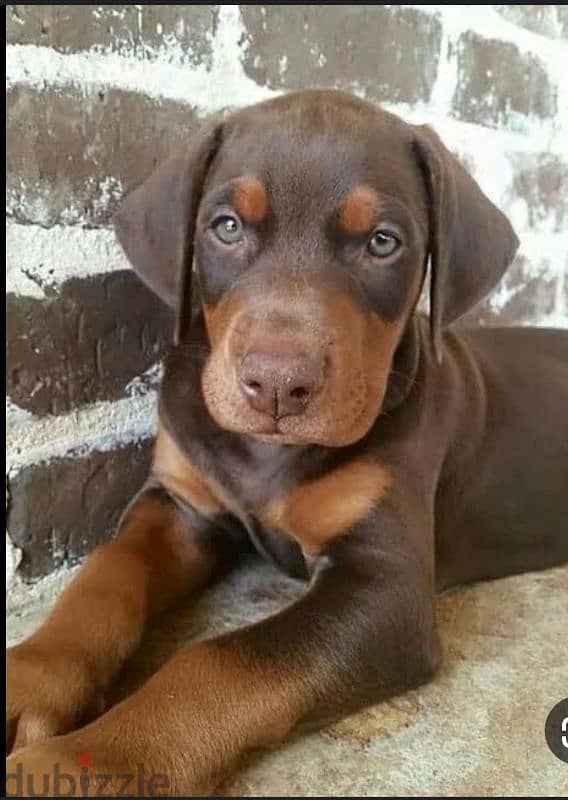 Doberman puppy 1